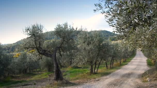 Paisaje Típico Toscano Con Camino Blanco Olivos Detalle Aceitunas Ramas — Vídeos de Stock