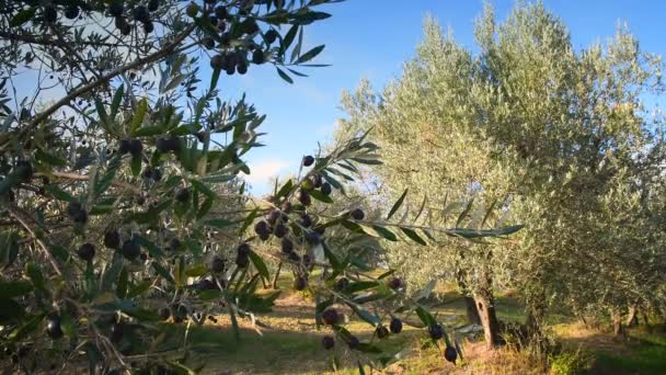 Olive Tree Branches Olives Harvesting Olives Hanging Branches Tuscan Countryside — Stock Video