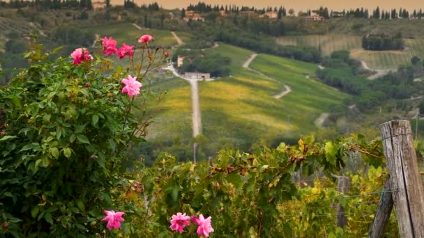 Bellissimo Paesaggio Nella Campagna Toscana Con Vigneti Gialli Rose Rosa — Video Stock