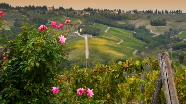 Bela Paisagem Campo Toscana Com Vinhas Amarelas Rosas Cor Rosa — Vídeo de Stock