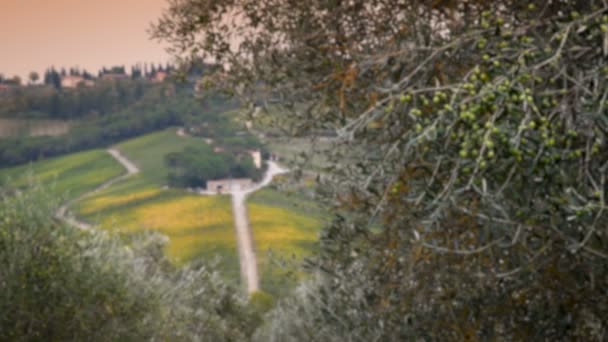 Bellissimo Paesaggio Nella Campagna Toscana Con Vigneti Gialli Ulivi Rami — Video Stock