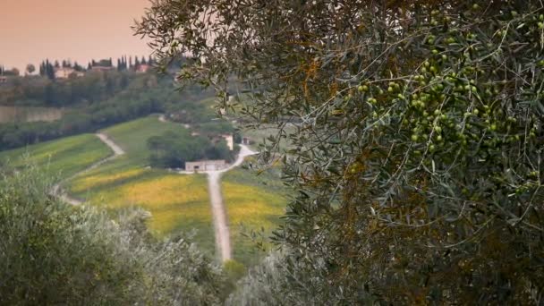 Красивый Пейзаж Сельской Местности Тосканы Желтыми Виноградниками Оливками Переднем Плане — стоковое видео