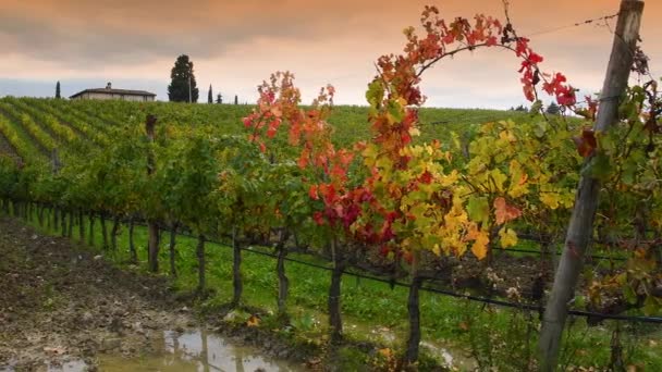 Florenz Italien November 2019 Schöne Farbige Weinberge Der Chianti Region — Stockvideo