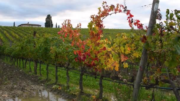 Florencja Włochy Listopad 2019 Piękne Kolorowe Winnice Regionie Chianti Pobliżu — Wideo stockowe