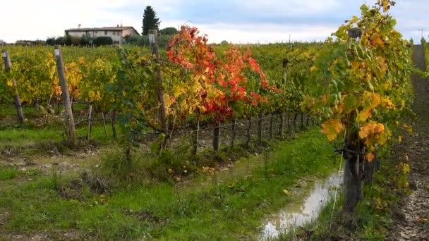 Florença Itália Novembro 2019 Belos Vinhedos Coloridos Região Chianti Perto — Vídeo de Stock