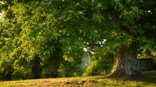 在栗子收获前的秋天 托斯卡纳美丽的栗子林 意大利 Uhd Video 泛相机运动 — 图库视频影像