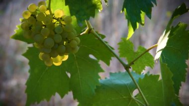Chianti bölgesindeki yeşil üzüm bağında beyaz üzüm. Toskana, İtalya.