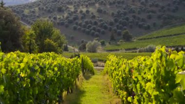 Hasattan önce, Floransa yakınlarındaki Chianti bölgesinde günbatımında rüzgarda hareket eden yeşil üzüm bağları ve arka planda zeytin ağaçları. İtalya. 4K UHD video.