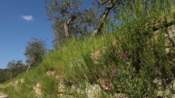 Тосканський Ландшафт Гравійною Дорогою Окрузі Чіанті Тоскані Оливковими Деревами Маковими — стокове відео