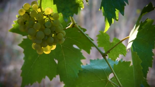 Anggur Putih Kebun Anggur Hijau Daerah Chianti Tuscany Italia — Stok Video