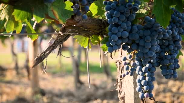 Racimos Uvas Rojas Mueven Viento Viñedo Verde Región Del Chianti — Vídeo de stock