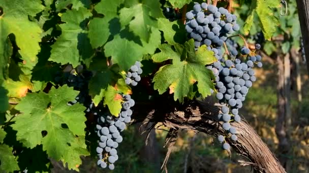 Racimos Uvas Rojas Mueven Viento Viñedo Verde Región Del Chianti — Vídeos de Stock