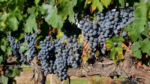 Pęczki Czerwonych Winogron Poruszają Się Wietrze Zielonej Winnicy Regionie Chianti — Wideo stockowe