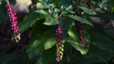 Mürver ağacı. Bir bitkinin üzerinde bir demet mürver.