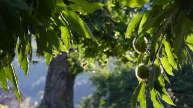 Hasattan önceki sonbahar mevsiminde Toskana 'da güzel bir kestane ormanında rüzgarda hareket eden dallardaki meyveler kestane olur. İtalya. 4K UHD Video.