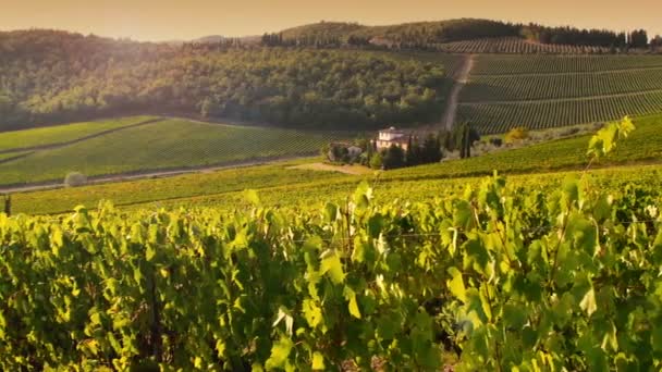 Florence Sept 2019 Beautiful Green Vineyards Amazing Tuscan Landscape Sunset — Stock Video