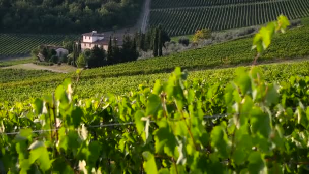 Florencja Wrzesień 2019 Piękne Zielone Winnice Niesamowitym Toskańskim Krajobrazie Zachodzie — Wideo stockowe