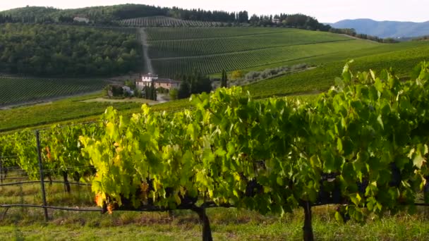 Sieci Florens September 2019 Vackra Vingårdar Chianti Regionen Med Bondgård — Stockvideo