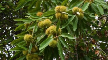 Sonbahar mevsiminde ormanda ağaçta kestane. Castanea sativa. 4K UHD Video.