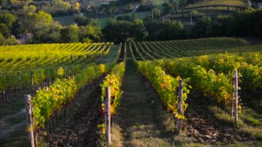 Sonbaharda Toskana 'nın Chianti bölgesindeki renkli üzüm bağları. 4K UHD Video. pan kamera hareketi.