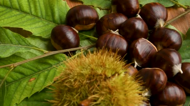 Castanhas Doces Com Cacheados Folhas Castanheiros Verdes Roda Sobre Madeira — Vídeo de Stock