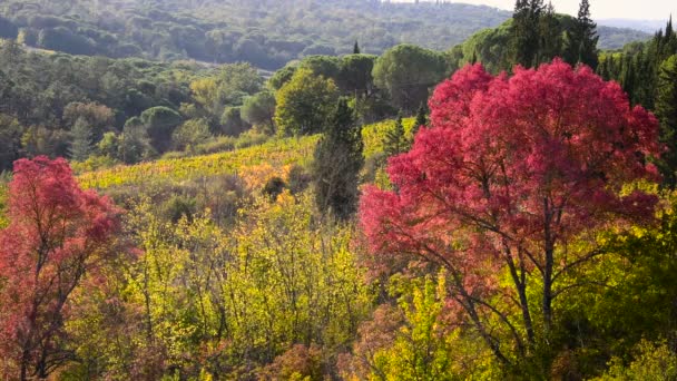 Vackert Höstlandskap Toscana Med Röda Träd Som Rör Sig Vinden — Stockvideo