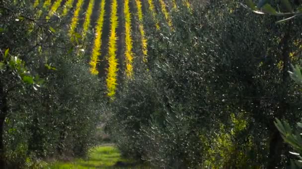 Vacker Färgad Vingård Hösten Och Olivträd Chianti Regionen Toscana Uhd — Stockvideo