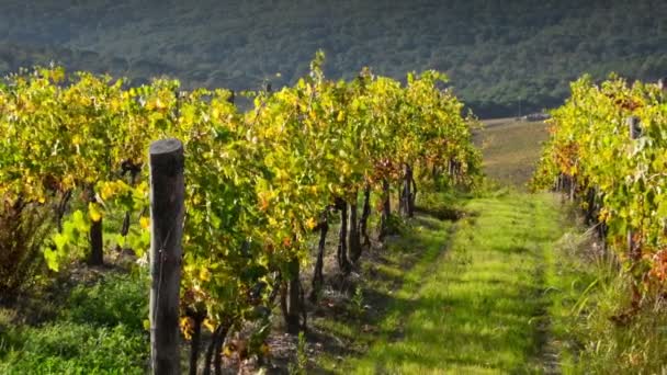 Lindas Fileiras Vinhas Coloridas Outono Movem Vento Região Chianti Toscana — Vídeo de Stock
