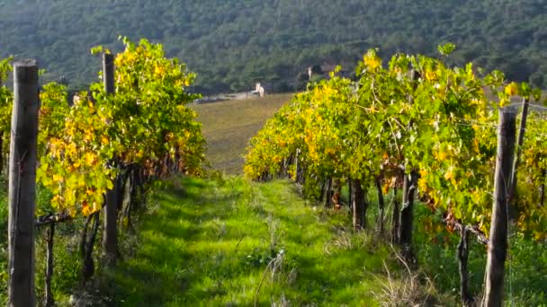 Beautiful Rows Colorful Vineyards Autumn Move Wind Chianti Region Tuscany — Stock Video