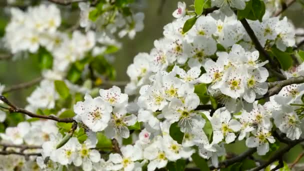 早春に開花木に焦点を当てます Uhdビデオ — ストック動画