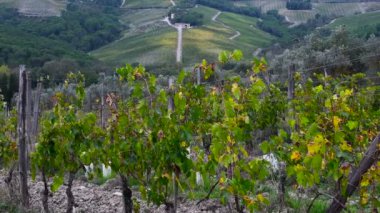 Çeyrek köy (Floransa) - Ekim 2019: Tuscan kırsalında üzüm hasadından sonra sonbaharda renkli üzüm bağları. Chianti bölgesi, İtalya. 4K UHD Video