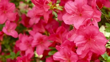 İlkbaharda güzel pembe Azaleas (Rhododendron) çiçeklerine odaklanın. 4K UHD Video.