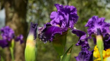 Bir bahçede rüzgarda hareket eden güzel mor ve beyaz irislere odaklanın. 4K UHD Video