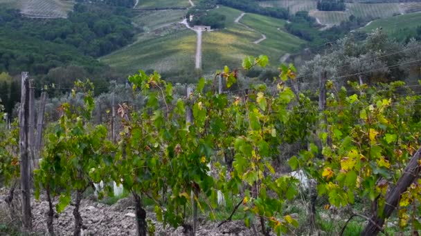 クアルテ村 フィレンツェ 10月2019 ブドウの収穫後のトスカーナ地方の秋の色のブドウ畑 イタリアのキアンティ地方 Uhdビデオ — ストック動画