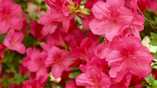 Gestellfokus Mit Pan Effekt Auf Schöne Rosa Azaleen Rhododendron Blüten — Stockvideo