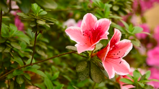 Rack Fokus Vackra Rosa Azaleor Blomma Rhododendron Våren Uhd Video — Stockvideo