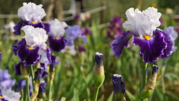 Rack Focus Beautiful Purple White Irises Moving Wind Garden Uhd — Stock Video