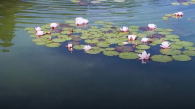 Floransa 'daki Piazzale Michelangelo bahçesindeki gölette pembe zambaklar. İtalya.