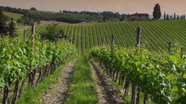 Gün batımında Chianti Bölgesi 'nde genç yeşil üzüm bağları. Toskana 'da. İtalya 