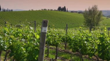 Gün batımında Chianti Bölgesi 'ndeki güzel yeşil üzüm bağları. Toskana 'da. İtalya 