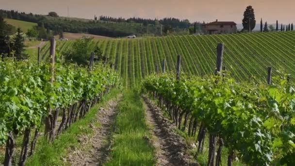 Filas Jóvenes Viñedos Verdes Región Chianti Atardecer Toscana Italia — Vídeos de Stock