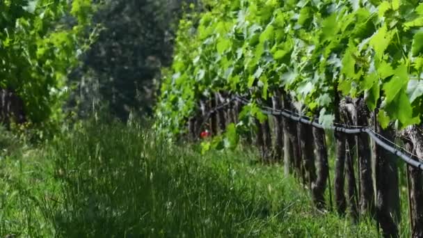 Řady zelených vinic se během jarního období pohybují ve větru v regionu Chianti. Toskánsko. Itálie