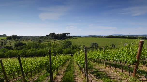 春の間 美しい緑のブドウ畑がキアンティ地方の風に乗って移動します トスカーナ州 イタリア — ストック動画