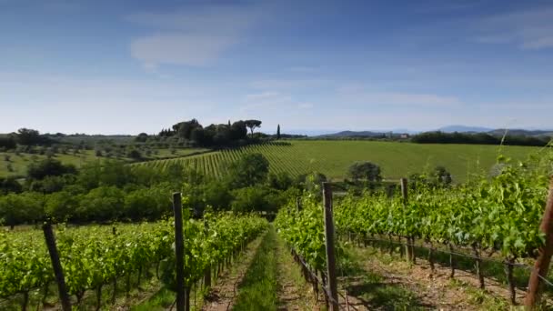 Lindas Fileiras Vinhas Verdes Movem Vento Região Chianti Durante Primavera — Vídeo de Stock