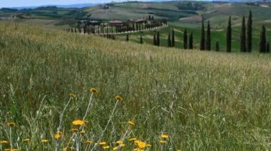 Ascanio yakınlarında selvi ve tarım turizmi olan bir yol, önplanda sarı çiçekler. Val d 'Orcia, Siena' dan. İtalya. Kamera hareketini ayarla.
