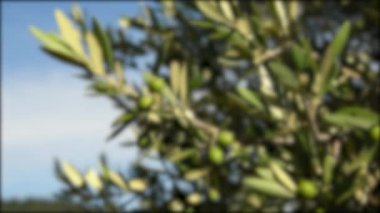 Yaz mevsiminde ağaçta yeşil zeytin, Floransa yakınlarındaki Chianti bölgesi, Toskana. İtalya. 4K UHD Video. Odaklanmayı ayarla.