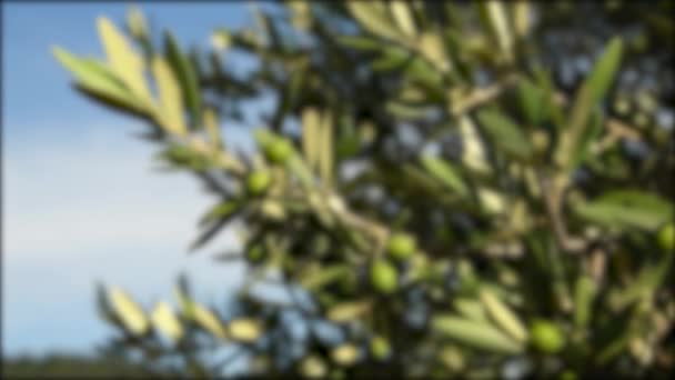 Grüne Oliven Auf Bäumen Während Der Sommersaison Chianti Region Der — Stockvideo