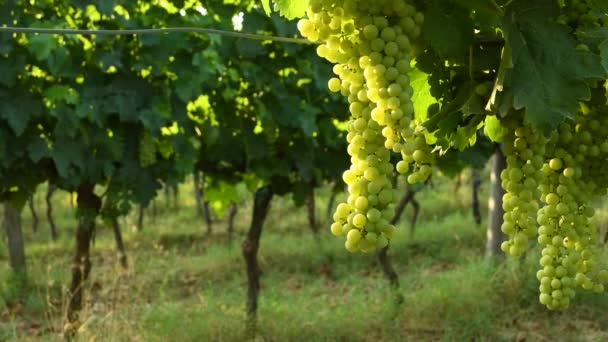 Racimo Uvas Blancas Viñedo Verde Región Chianti Temporada Verano Toscana — Vídeo de stock