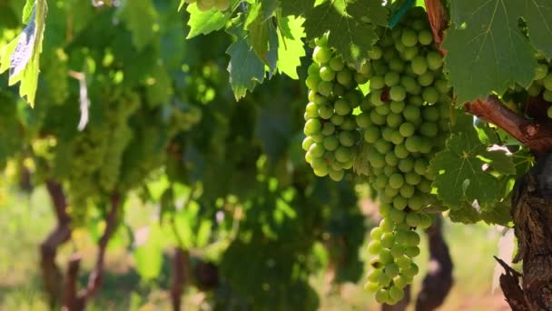 White Grapes Vineyards Chianti Region Sunny Day Greve Chianti Tuscany — Stock Video