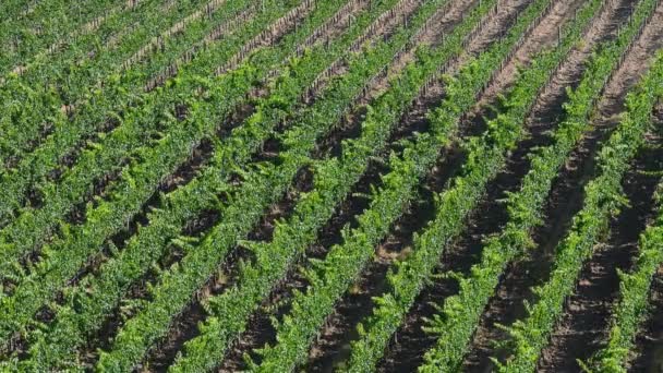 Hermosas Hileras Viñas Vistas Desde Arriba Durante Temporada Verano Región — Vídeos de Stock